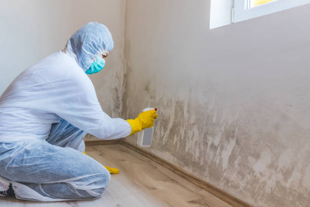 Black mold inspection in Stedman