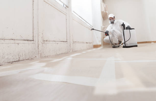 Black mold remediation team in Stedman